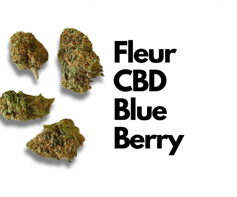 Venez découvrir la fleur de CBD Blueberry dans vos magasins près de Montpellier
